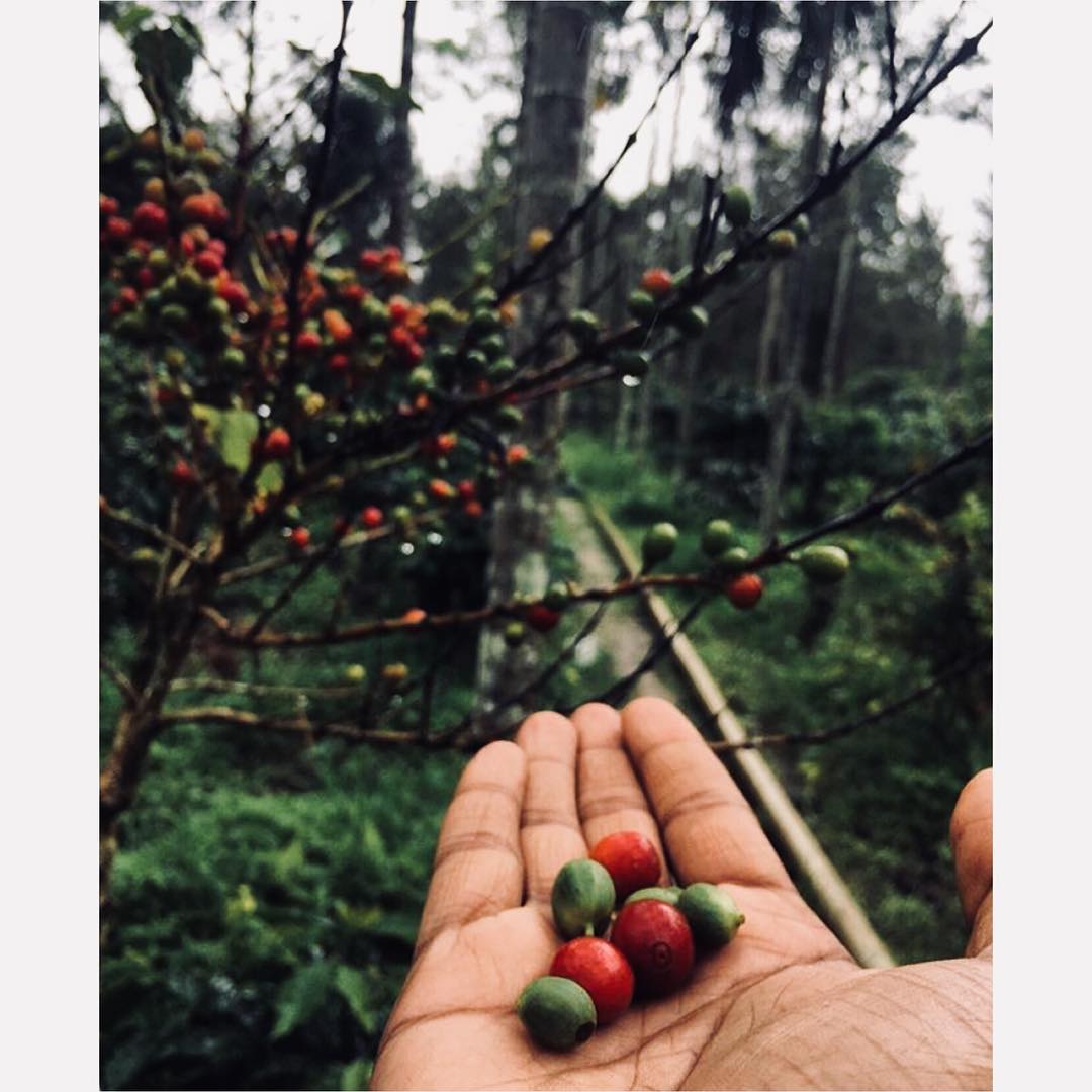 Hand holding fresh-picked coffee cherries on a Coorg estate in the Western Ghats
